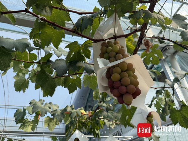 神牛资讯 红酒味、玫瑰香、糖度高……多个葡萄新品种“入驻”成都天府粮仓