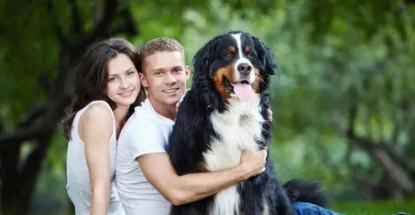 天宇优配 狗狗出门耀武扬威，主人一走秒变乖，咋治这“仗人势”？